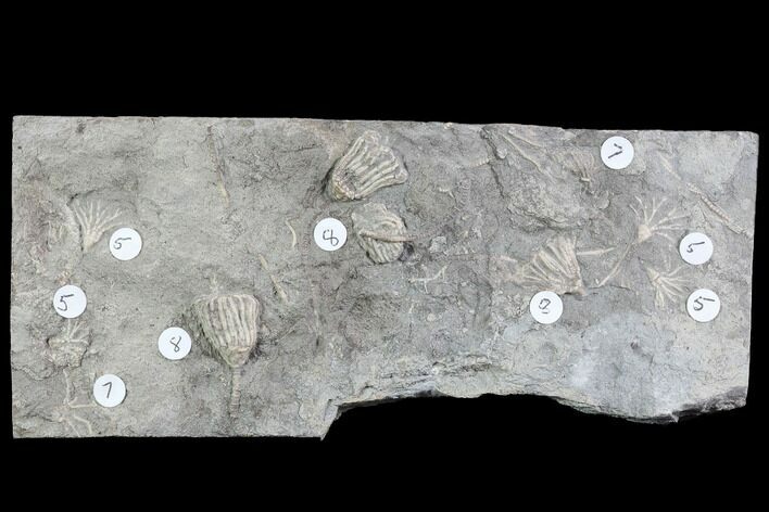 Crinoid Fossils ( Species) - Gilmore City, Iowa #86748